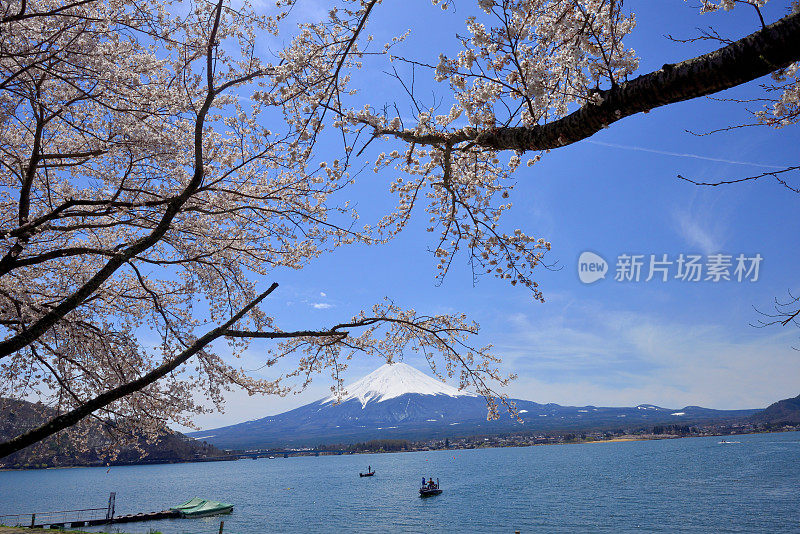 富士山和川口湖的樱花