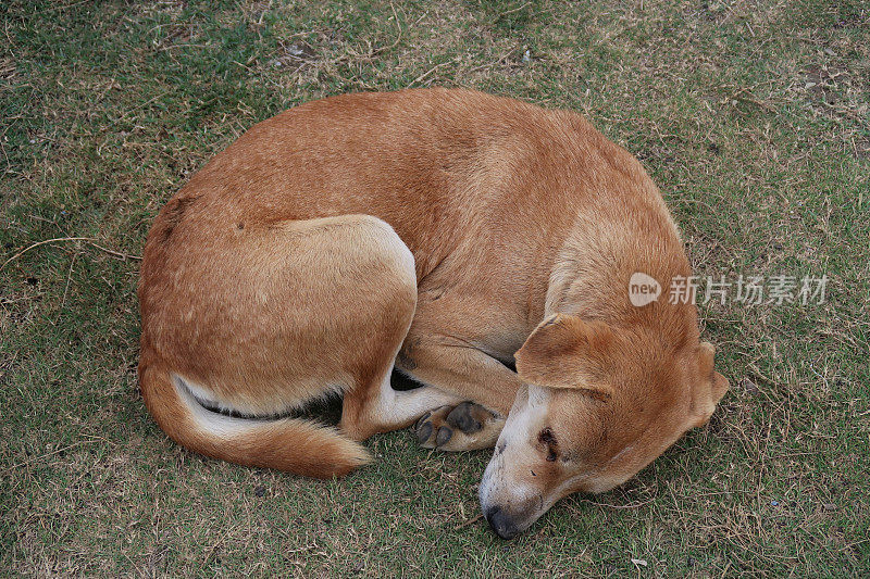 印度街头流浪狗的形象，无家可归的杂种狗在树荫下睡觉