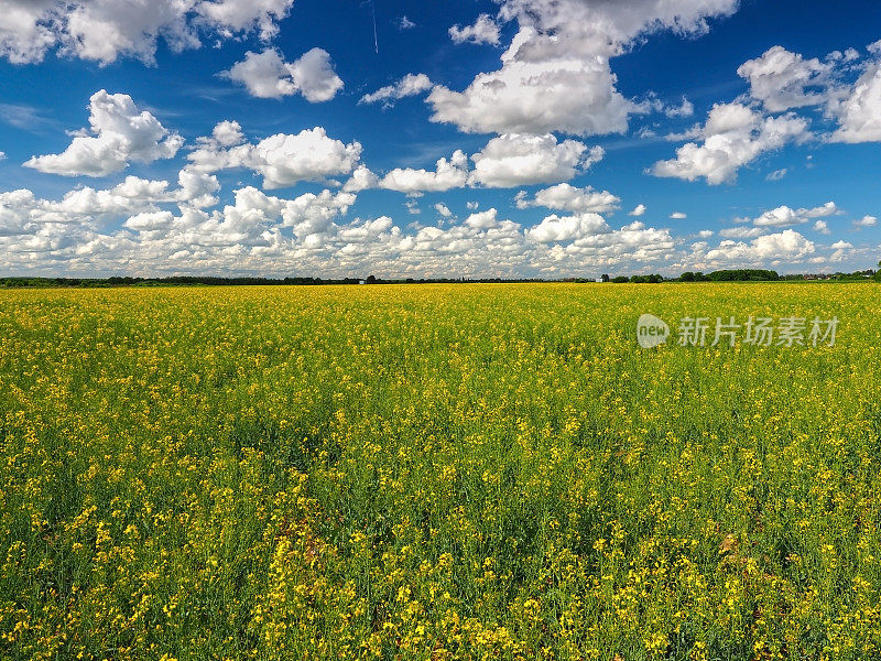 油菜领域