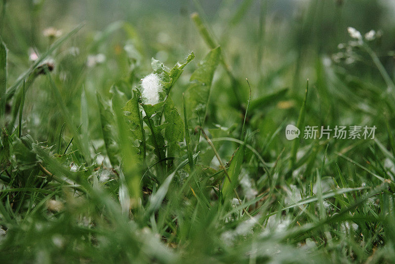 田间花粉的细部