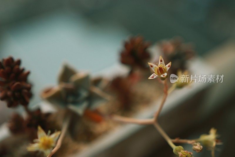 多肉植物和花景天