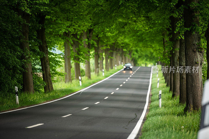 树木之间的道路