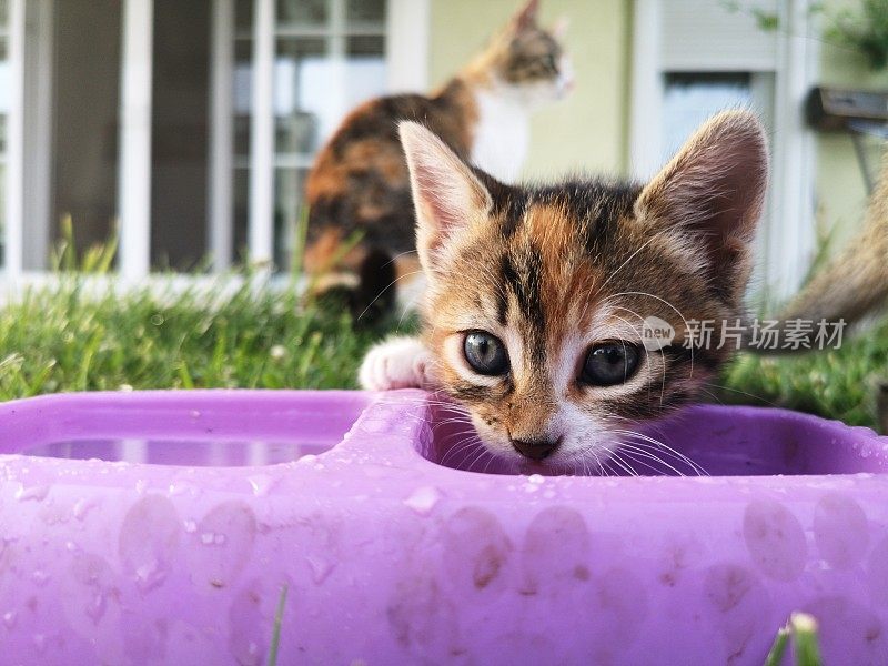 口渴的小猫