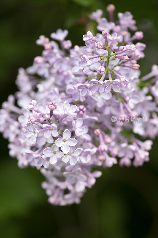 在初夏的普通丁香或紫丁香的花