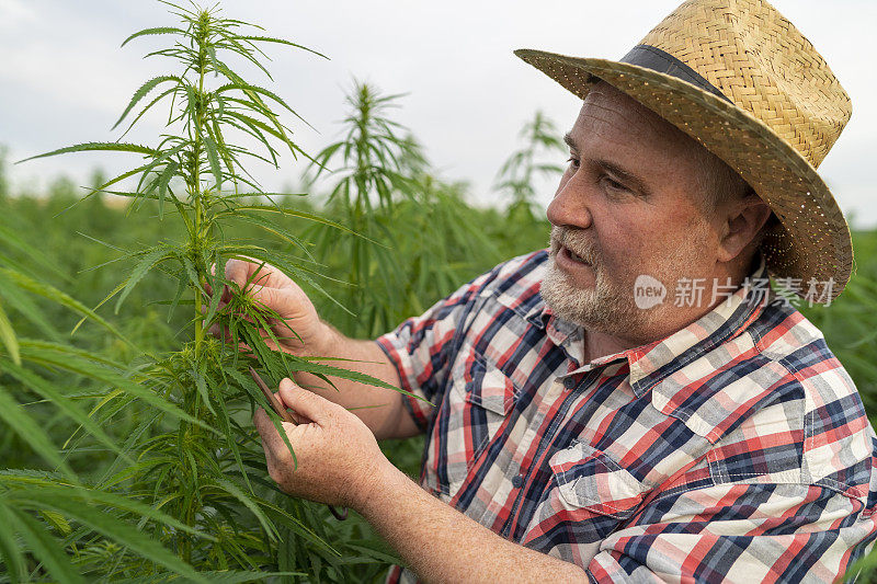 男子采集医用大麻