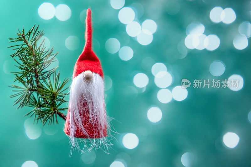 圣诞侏儒和云杉树枝在绿色的背景