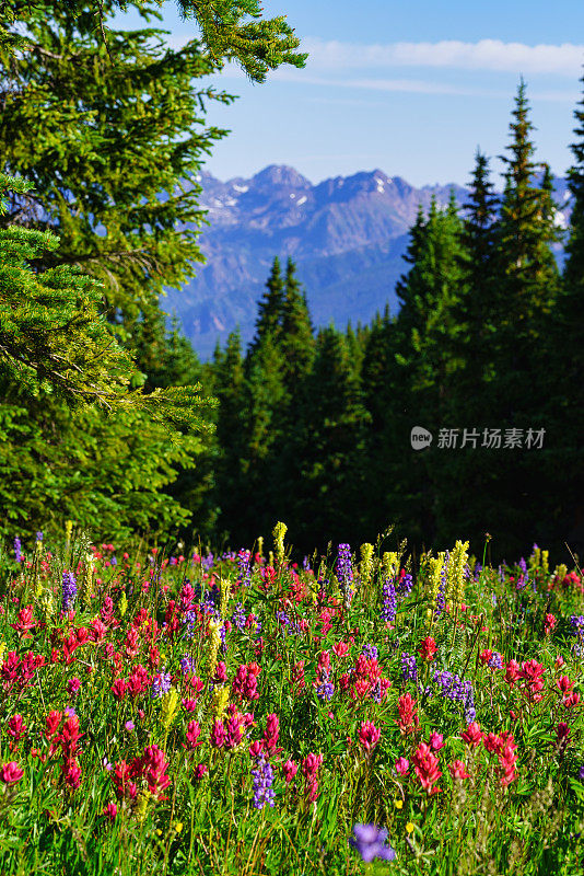 科罗拉多州的印第安画笔山野花