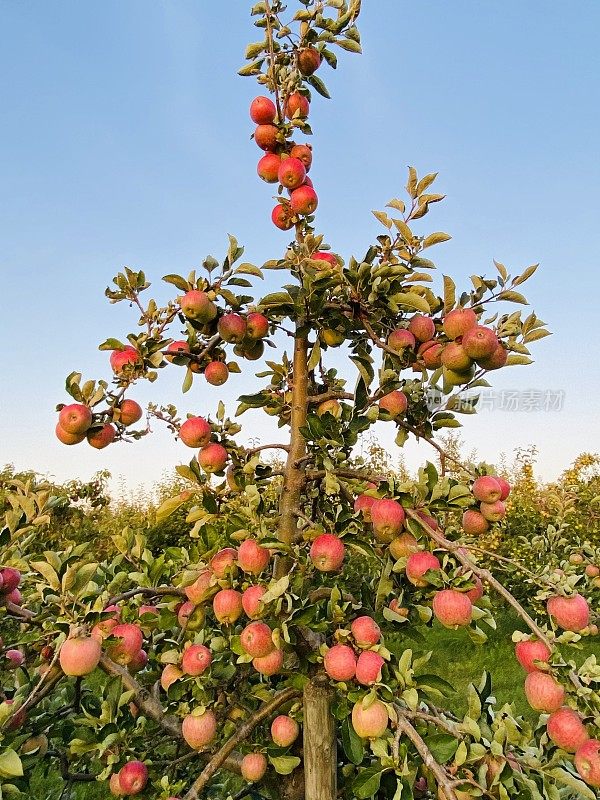 7月的果园里，树上结满了成熟的苹果