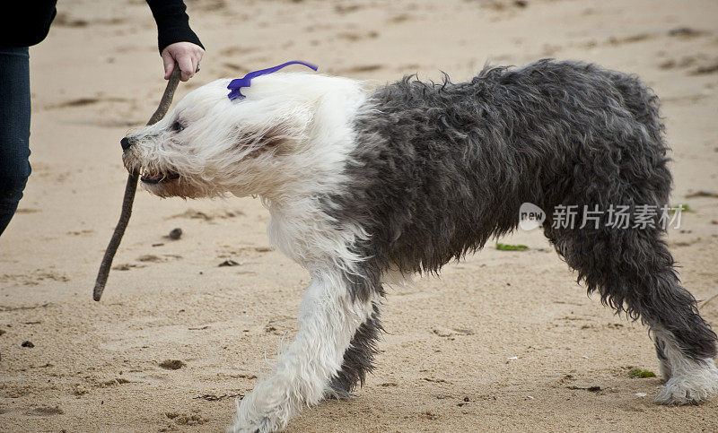 在海滩上奔跑的古英国牧羊犬