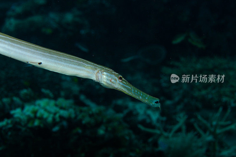 热带鱼，海洋生物，