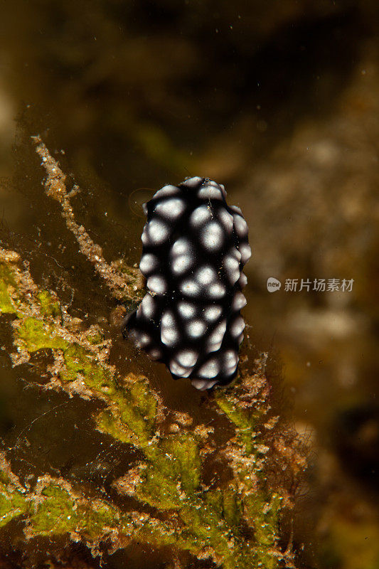 海洋生物。彩色的海蛞蝓水下生物裸鳃