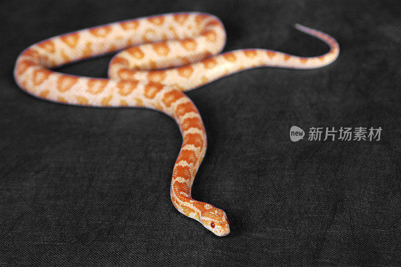 一条白色和橙色相间的蛇在地板上滑行
