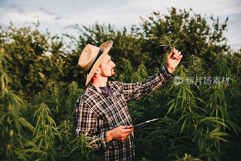 男性科学家检查药用大麻田在日落股票照片