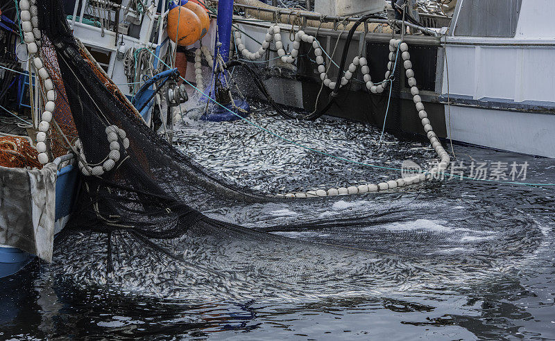 在阿拉斯加的锡特卡湾，捕捞太平洋鲱鱼。一种围网渔船，在一艘运送鱼的驳船旁边将网填满。