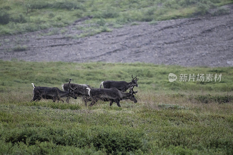 德纳里公园山顶上的驯鹿群