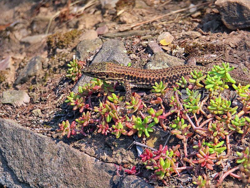 德国摩泽尔山谷的壁虎蜥(Lizard)。