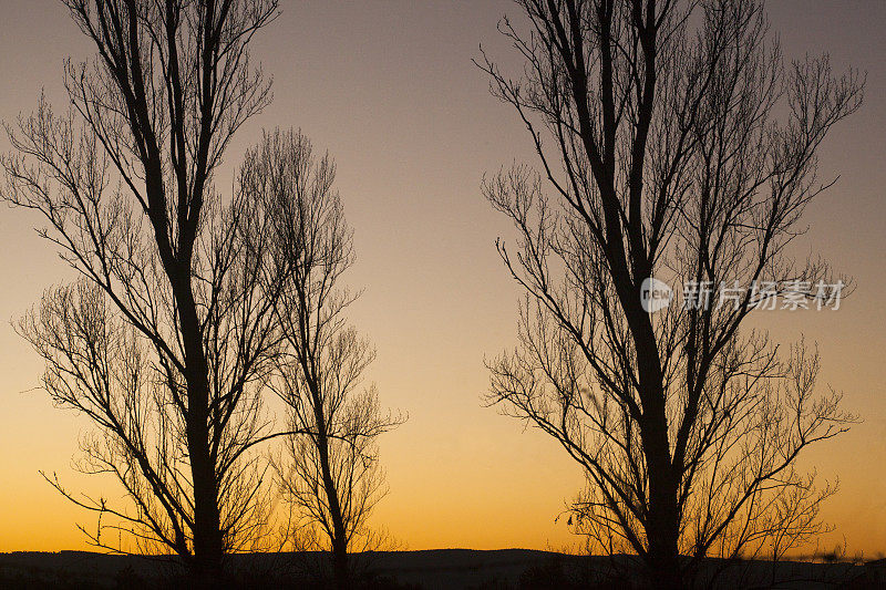 光秃秃的白杨树背光，夕阳的背景。