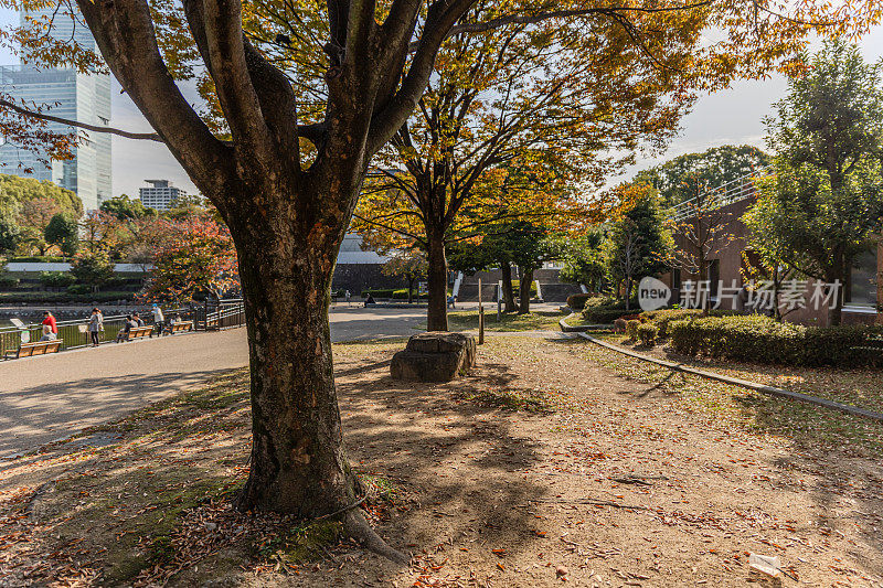 日本大阪，天王寺公园，在美丽的秋树和树叶覆盖的地面上的宁静休息区