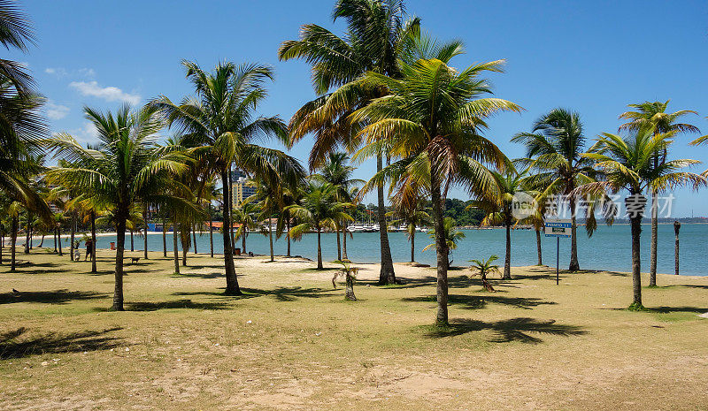 夏日白天，维多利亚市海滩上的棕榈树。圣埃斯皮里图，巴西