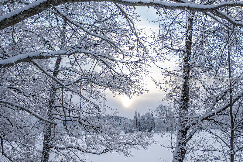 冬天的风景。冰雪覆盖的树木，城市公园里湖面上的雪堆和冰。拉赫蒂寒冷的冬日。