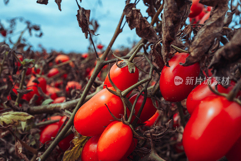 意大利的农业活动:工业化番茄收获