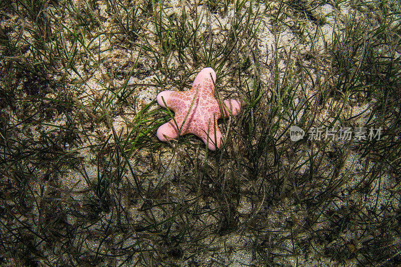 海草中的亮粉色海星