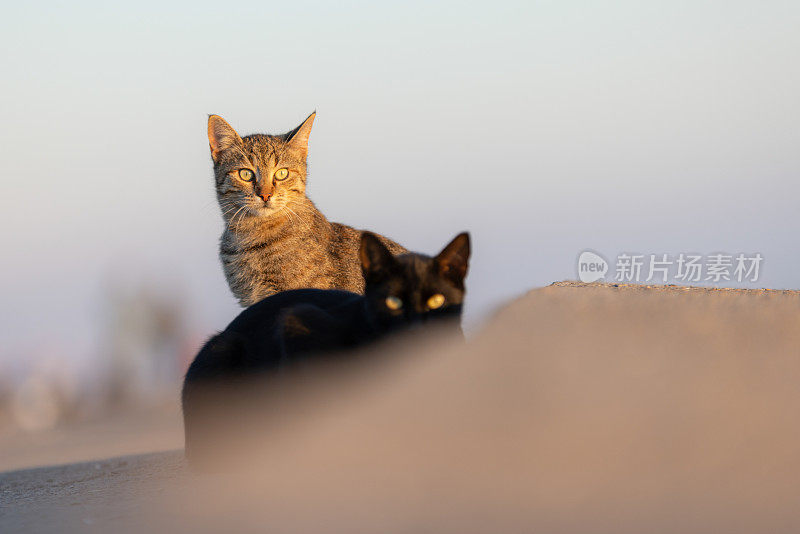 两只流浪猫。