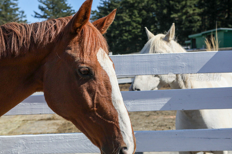 棕色的夸特马和白色的夸特马是最好的朋友，在马厩里闲逛。