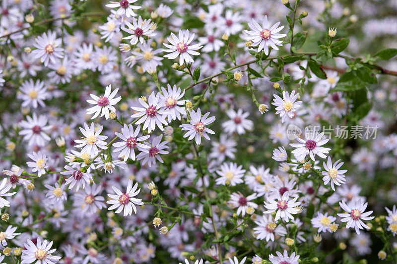 开花的弥散花