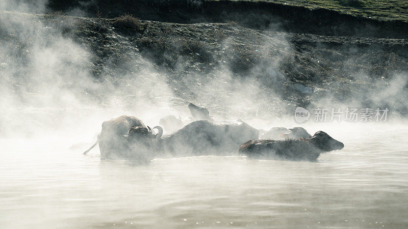 水牛在冬天的温泉里洗澡