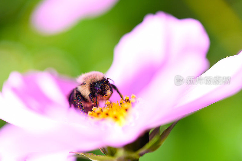 蜜蜂在宇宙花上