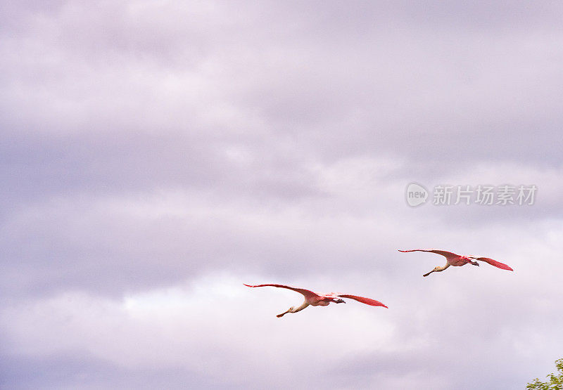 两只琵鹭在佛罗里达州泰特斯维尔的阴天飞行