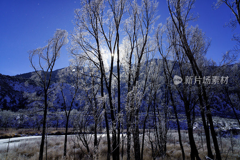 背光冰霜雪树冬季景观