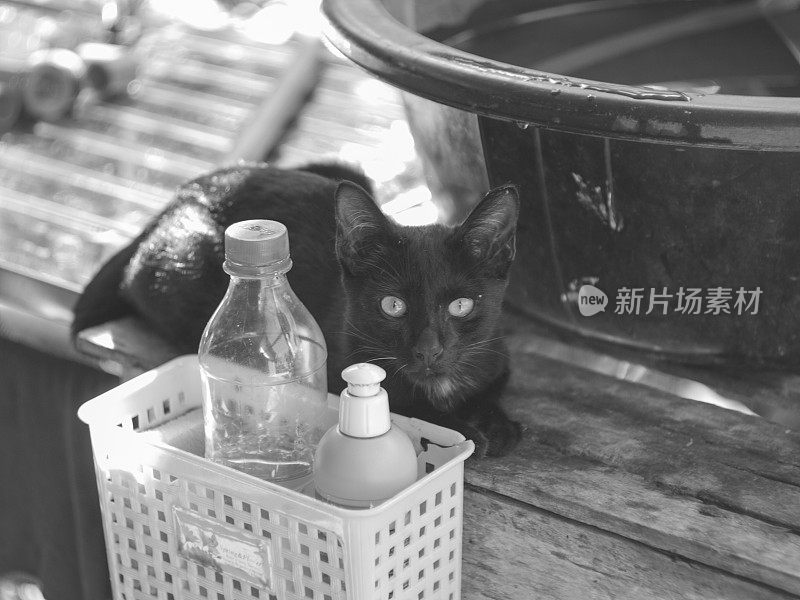 瘦小的流浪猫