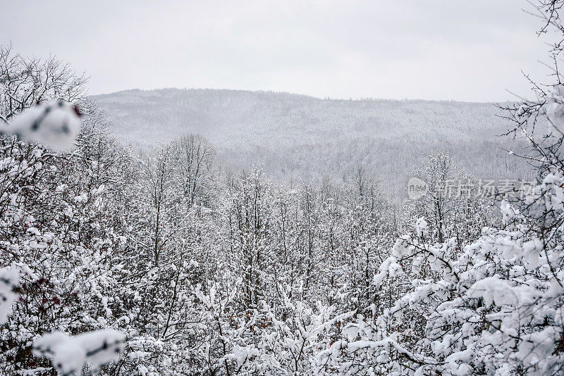 冬天的森林被雪覆盖着