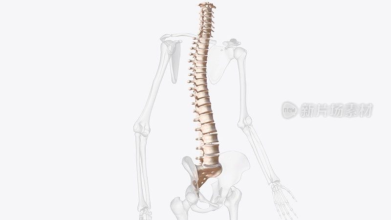 脊柱围绕着脊髓，脊髓在椎管内运动，