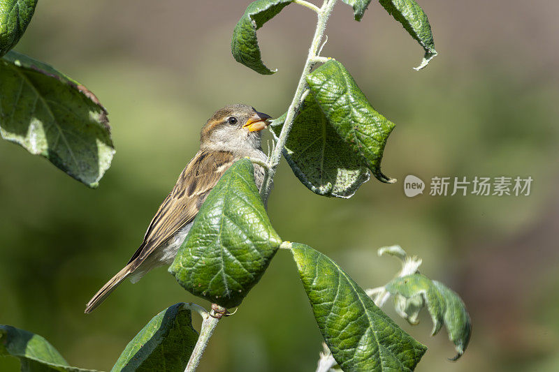 雌树雀在苹果树上寻找蚜虫