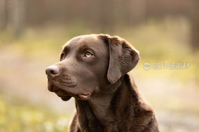 棕色拉布拉多猎犬在阳光明媚的日子里的户外肖像