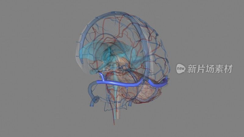 人类头部的横窦是大脑下方的两个区域，允许血液从后脑勺流出