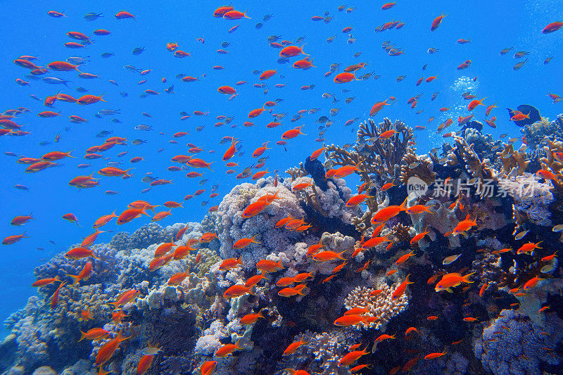 美丽的热带珊瑚礁和珊瑚鱼群