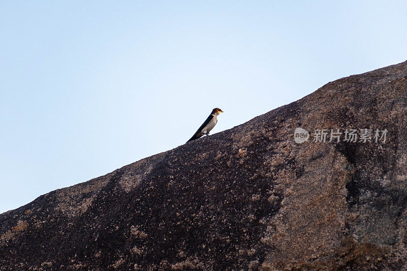 一只鸟栖息在Shravanabelagola的大岩石上