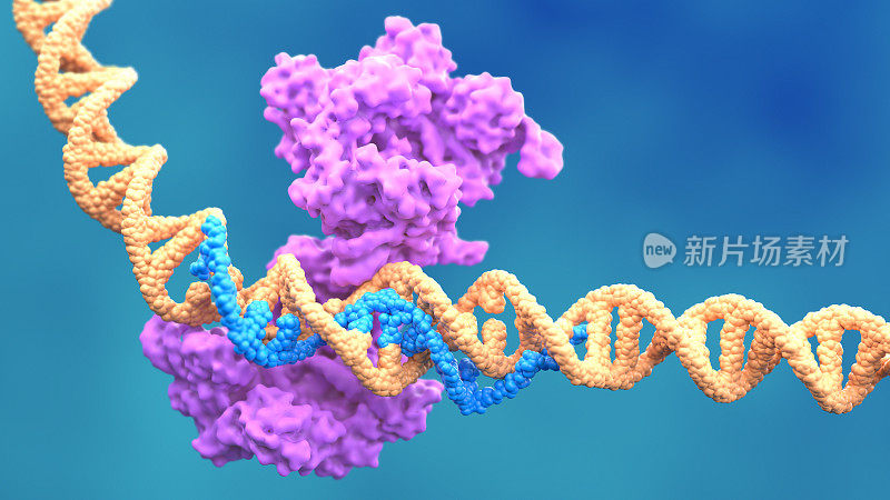 CRISPR-Cas9基因编辑技术