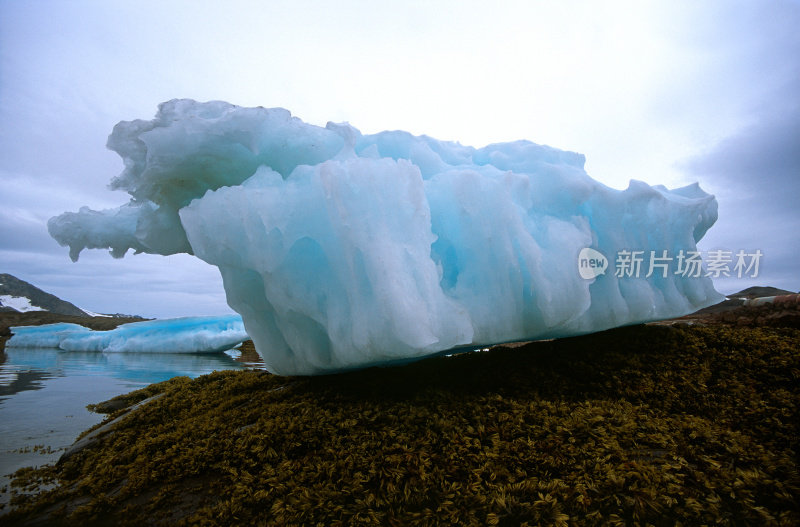 搁浅的冰山在海藻床上