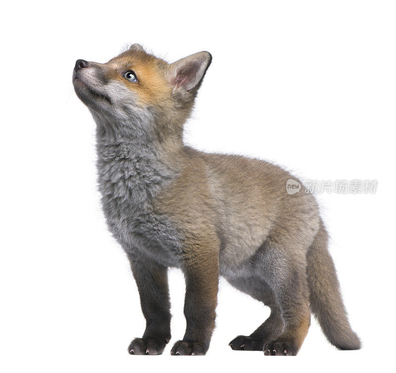 红狐狸幼崽抬头(6周大)