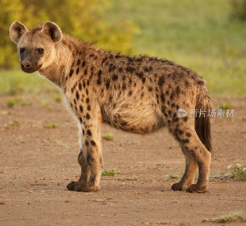 侧视图斑点鬣狗在它的自然环境背光