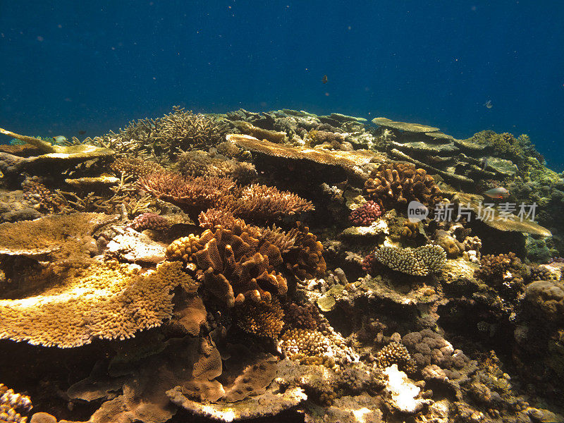 澳大利亚大堡礁上的珊瑚群