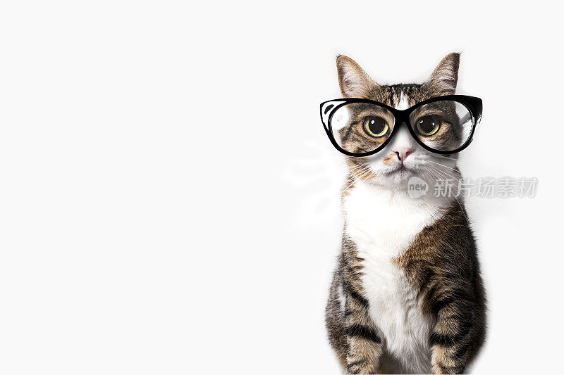 戴眼镜的家猫。