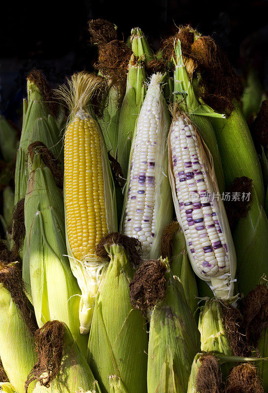 鲜甜玉米和印第安玉米都有种子。