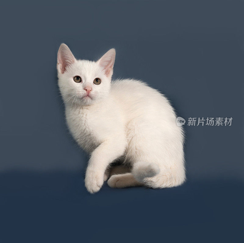 小白猫坐在灰上