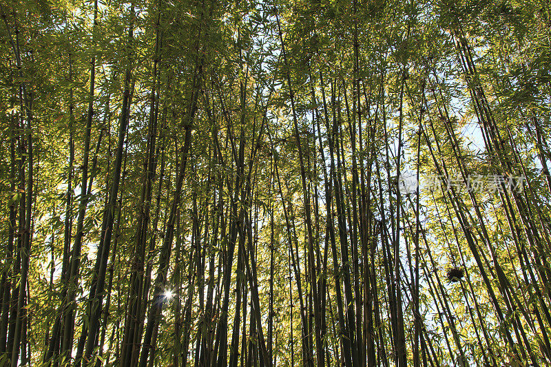 中国昆明绿湖公园的竹林